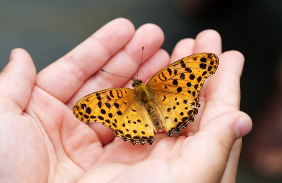 Orange butterfly held in a person's hands